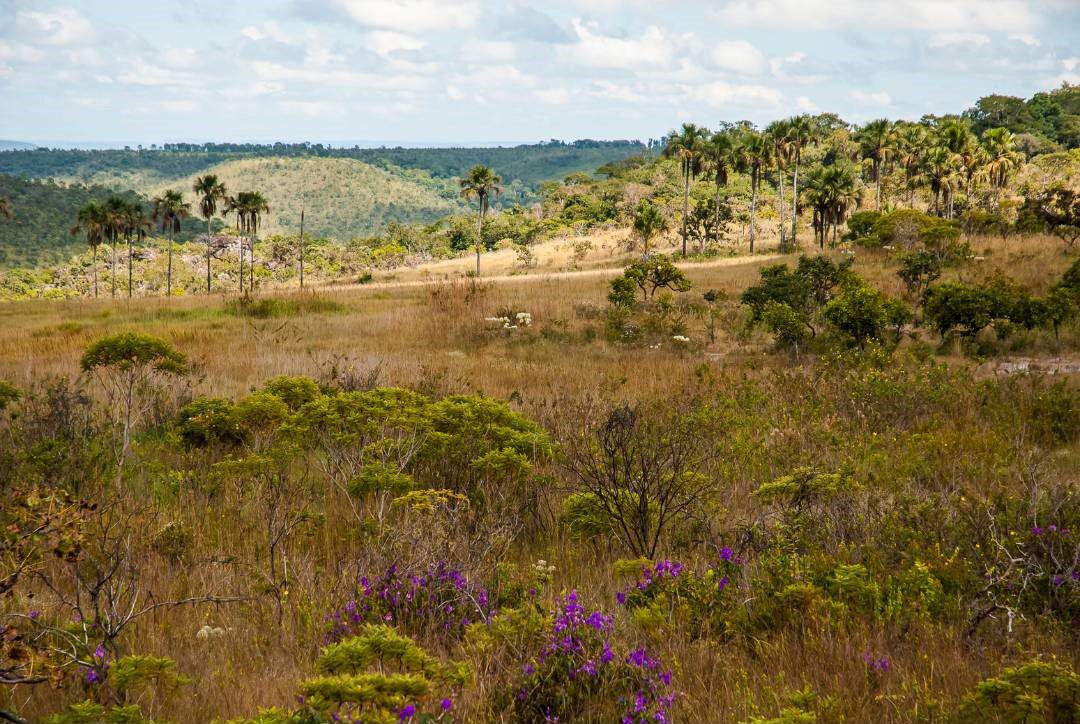 A Curiosidade T On O Cerrado Na Regi O Da Cidade De Goi S Conex O