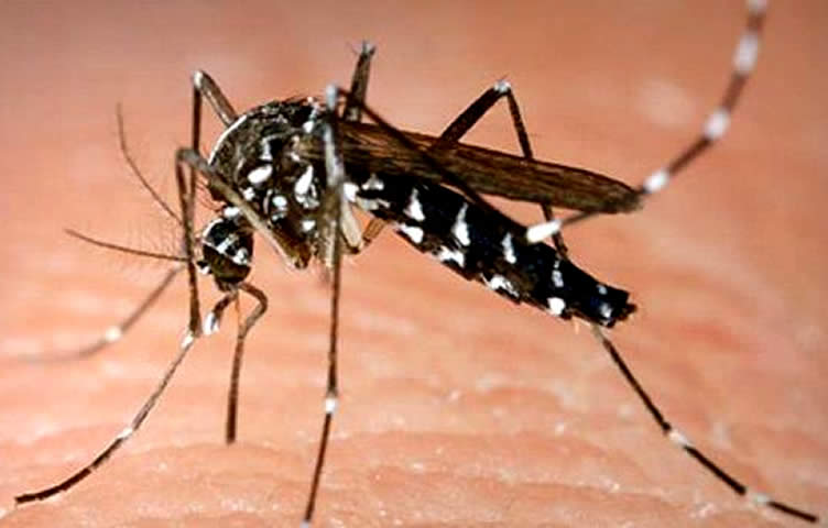 You are currently viewing Aedes aegypti, você se recorda?!?