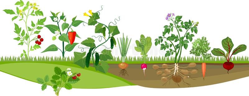 You are currently viewing Como empreender e economizar com uma horta sustentável?