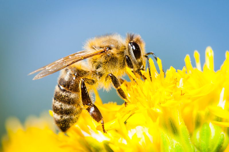 You are currently viewing A importância das abelhas para a vida no planeta