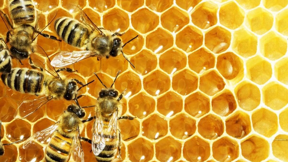 You are currently viewing Conheça mais sobre abelhas