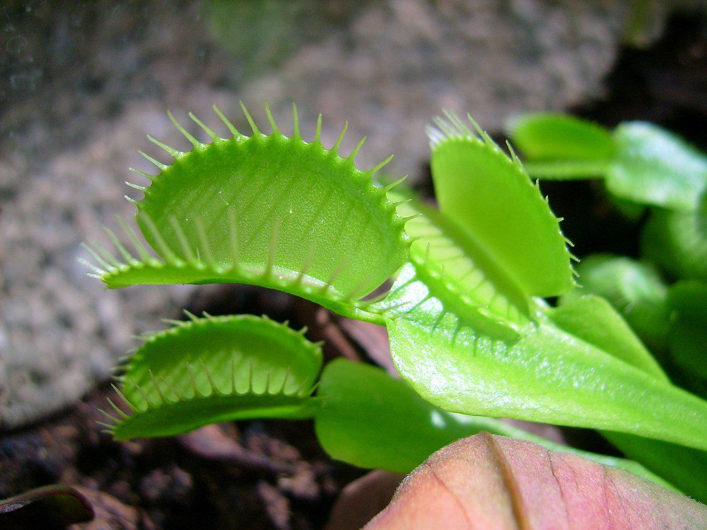 You are currently viewing Você conhece a planta carnívora?