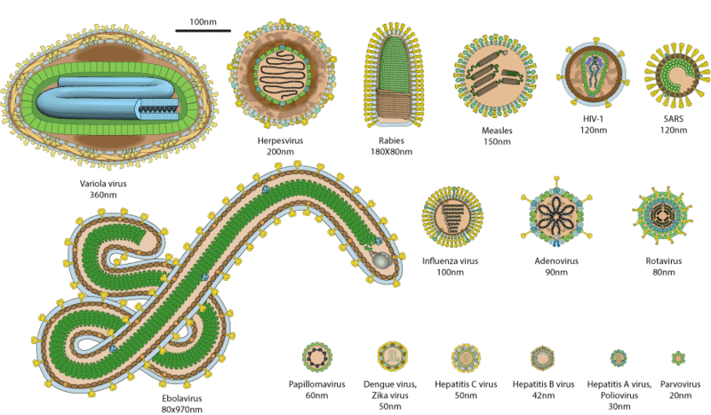 Bactérias: características, tipos, reprodução - Brasil Escola