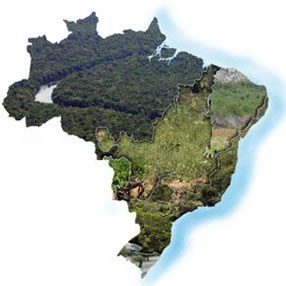 You are currently viewing A diversidade das formações vegetais no Brasil