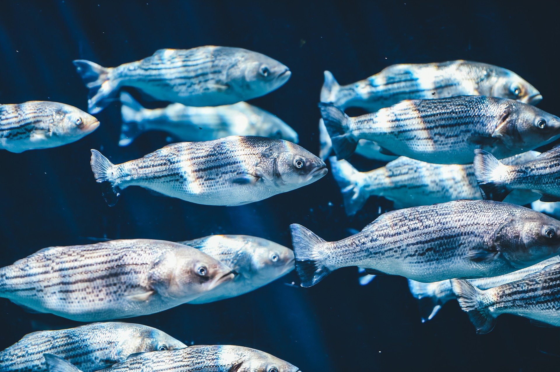 You are currently viewing Ciências da Natureza – Organização dos animais: peixes