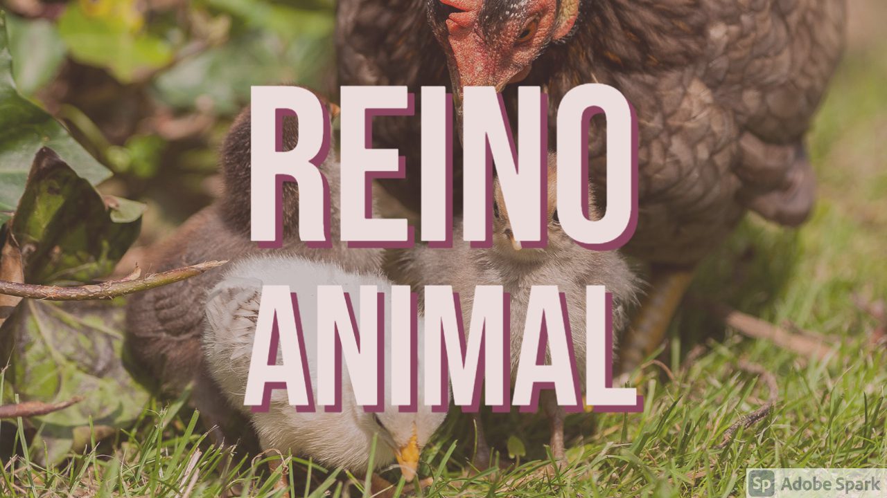 You are currently viewing Reino Animal