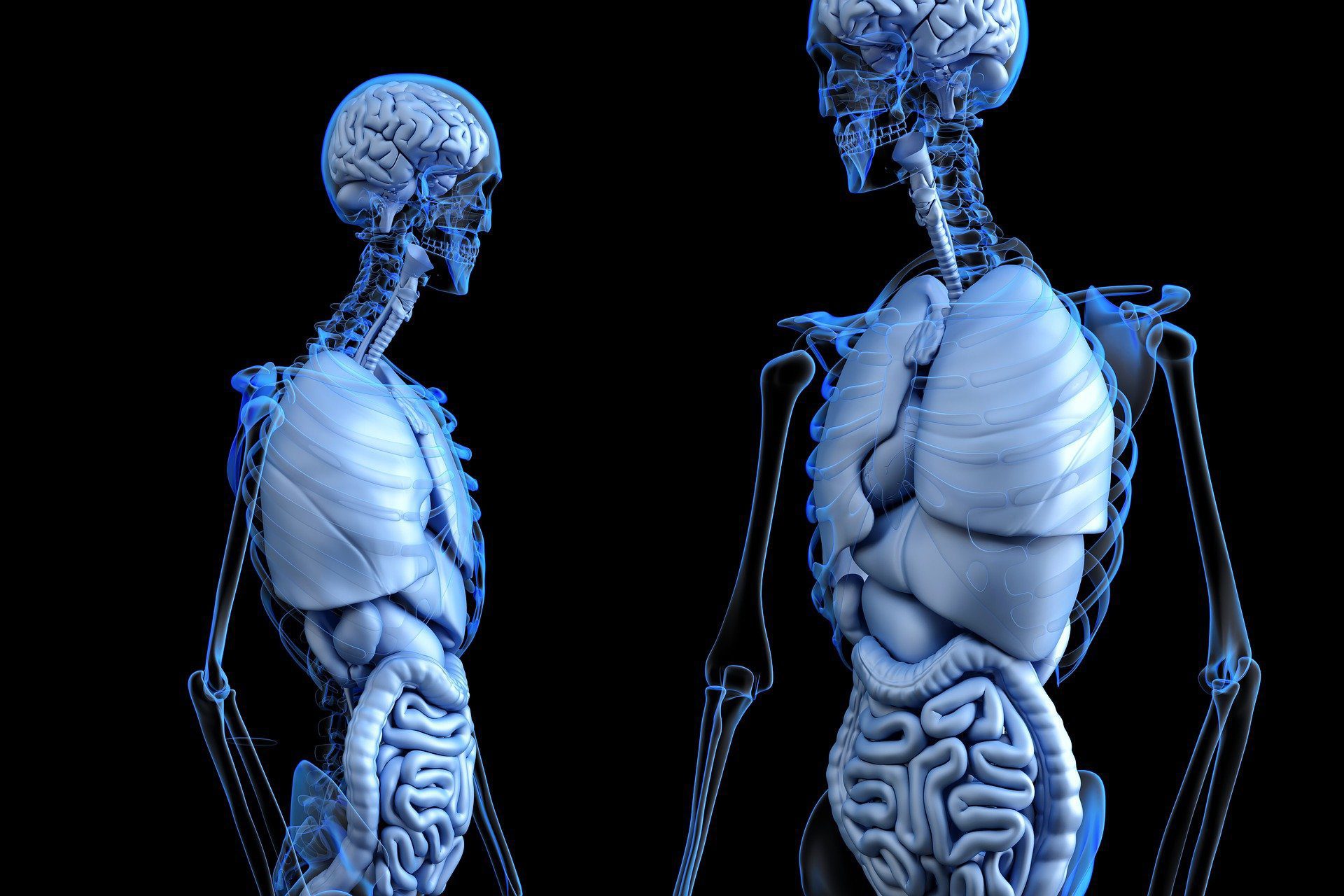 You are currently viewing Ciências – Integração entre os sistemas digestório, respiratório e circulatório: Nosso corpo é sistemático.