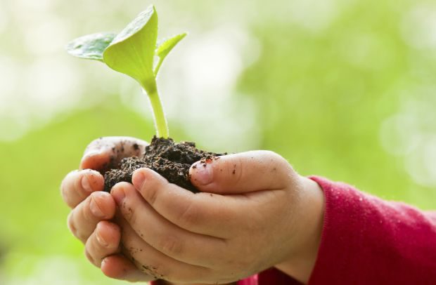 Read more about the article Plantar, conhecer e preservar!