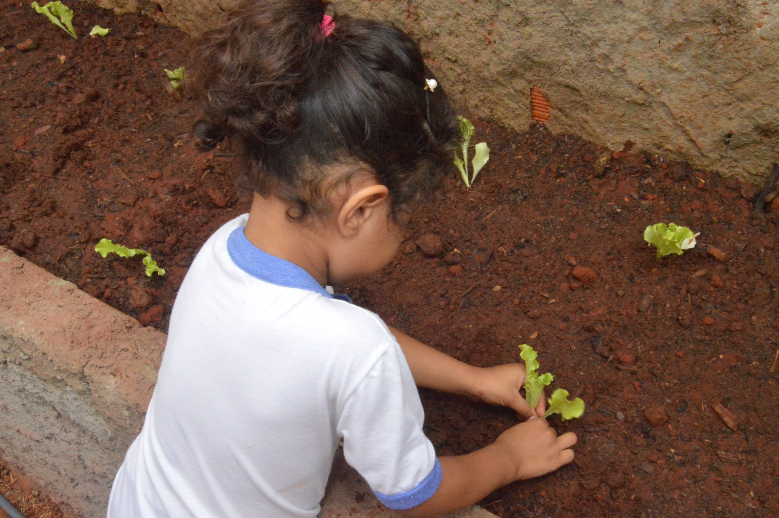 Read more about the article Vamos plantar e preservar?