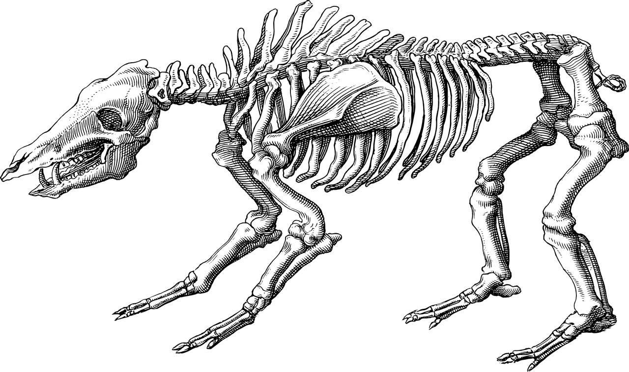You are currently viewing Ciências da Natureza – Animais vertebrados
