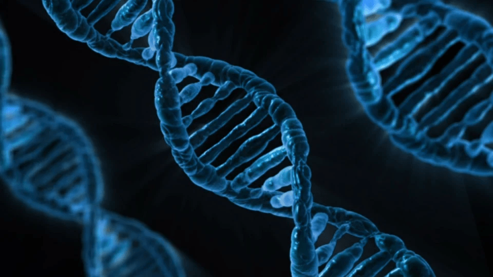 You are currently viewing Ciências da Natureza – DNA: ESTRUTURA E FUNÇÃO NA TRANSMISSÃO DE CARACTERÍSTICAS HEREDITÁRIAS
