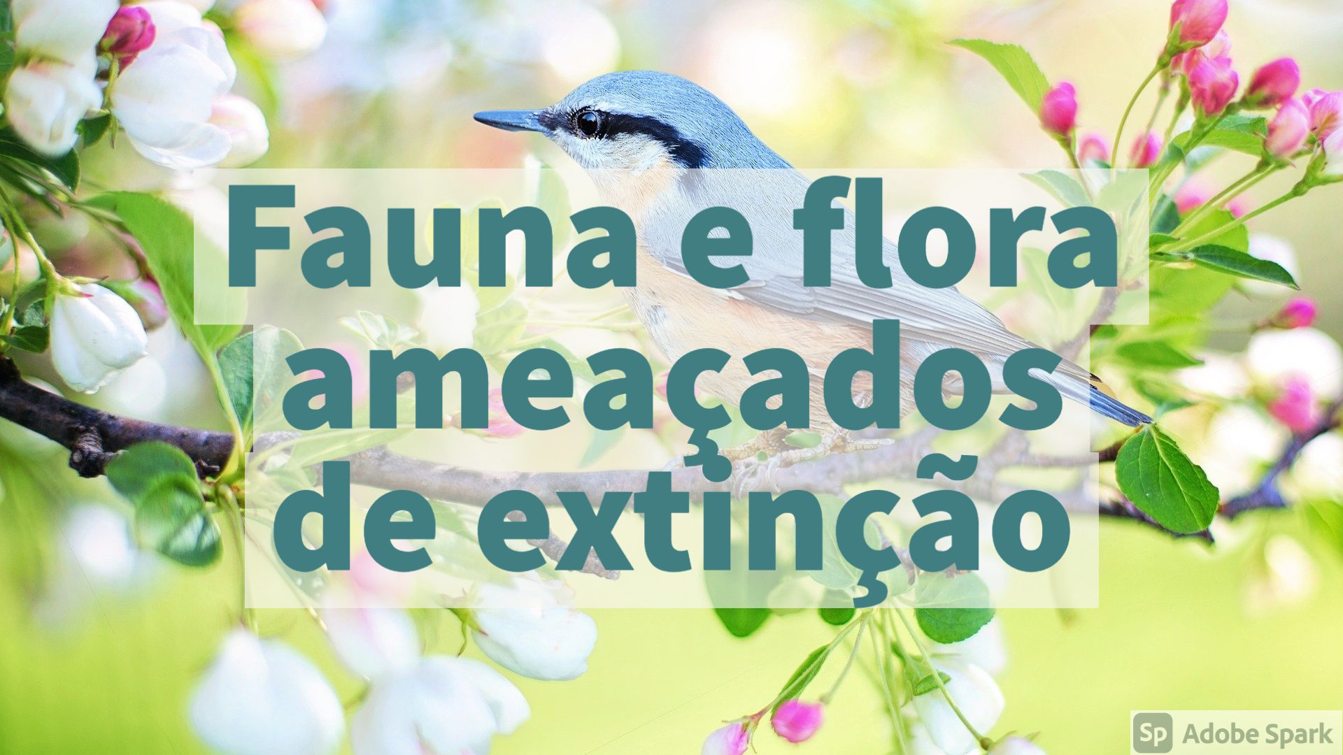 You are currently viewing Fauna e Flora Ameaçados de Extinção