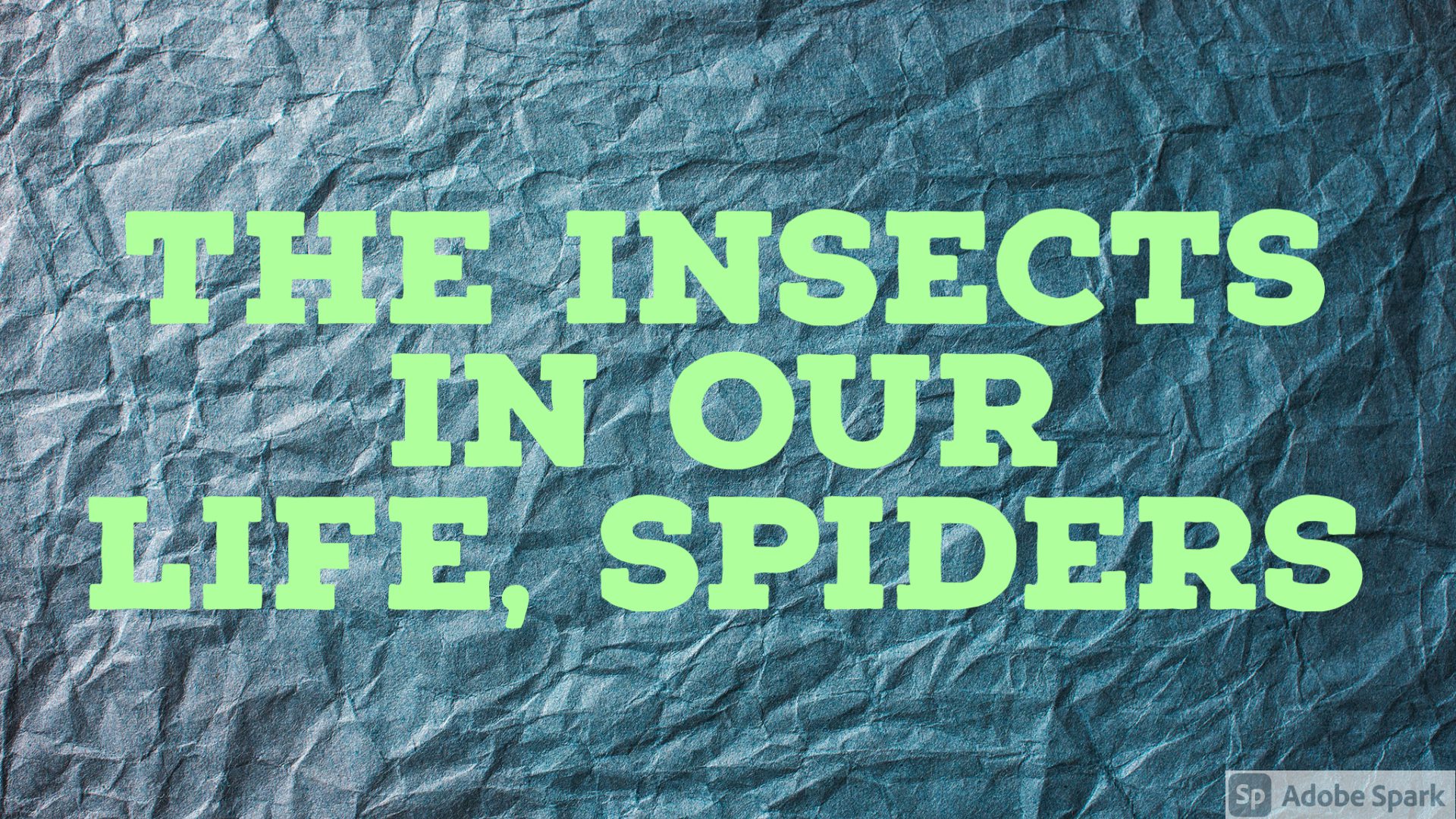You are currently viewing The insects in our life, spiders