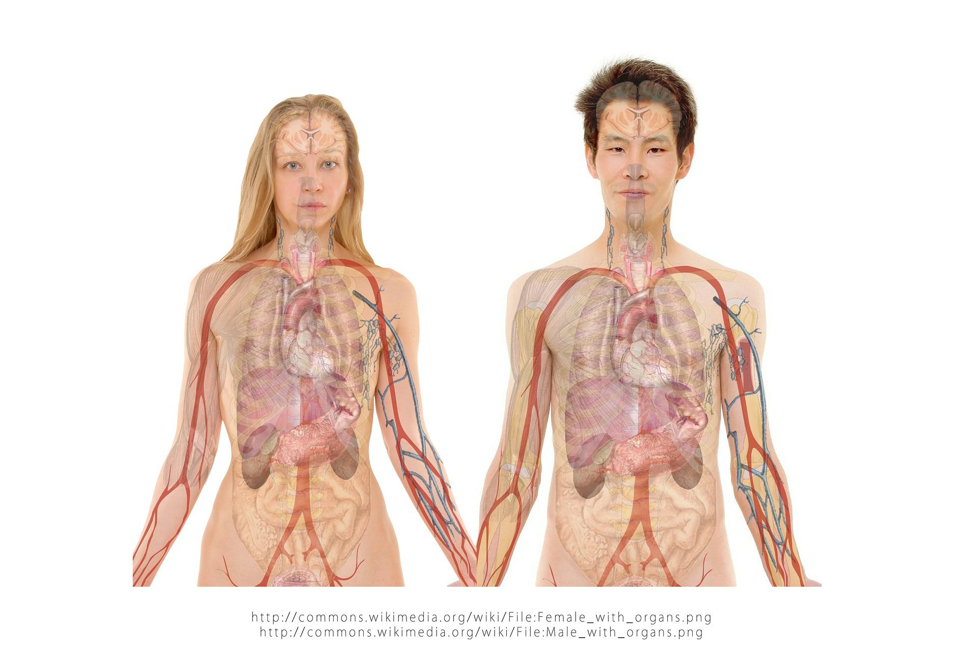 You are currently viewing Língua Portuguesa e Ciências da Natureza – O corpo humano: a máquina da vida