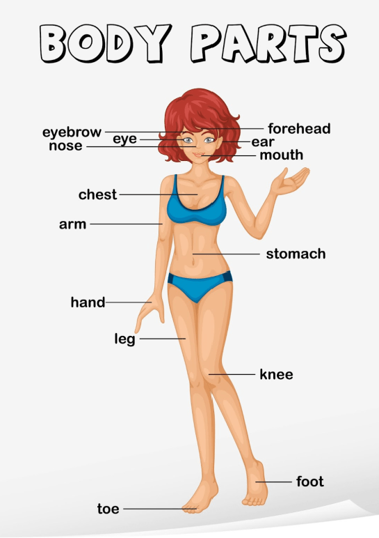 Língua Inglesa – Body parts description (Descrição das partes do corpo) –  Conexão Escola SME