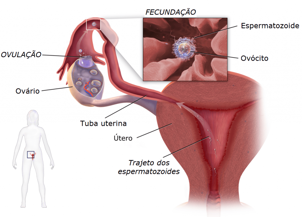Ciências da Natureza – Quais são as estruturas do sistema genital