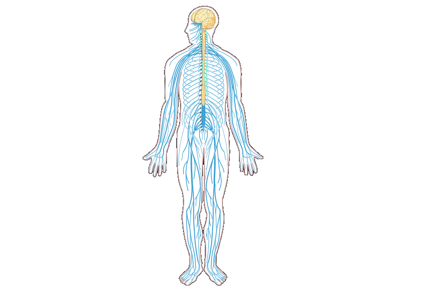 You are currently viewing Ciências da Natureza – Como o sistema nervoso está estruturado?