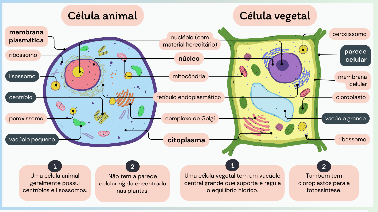 Ciências da Natureza – Célula como unidade da vida – Conexão Escola SME