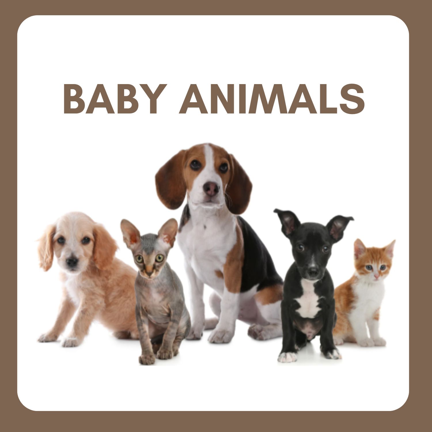 You are currently viewing Língua Inglesa – Baby animals